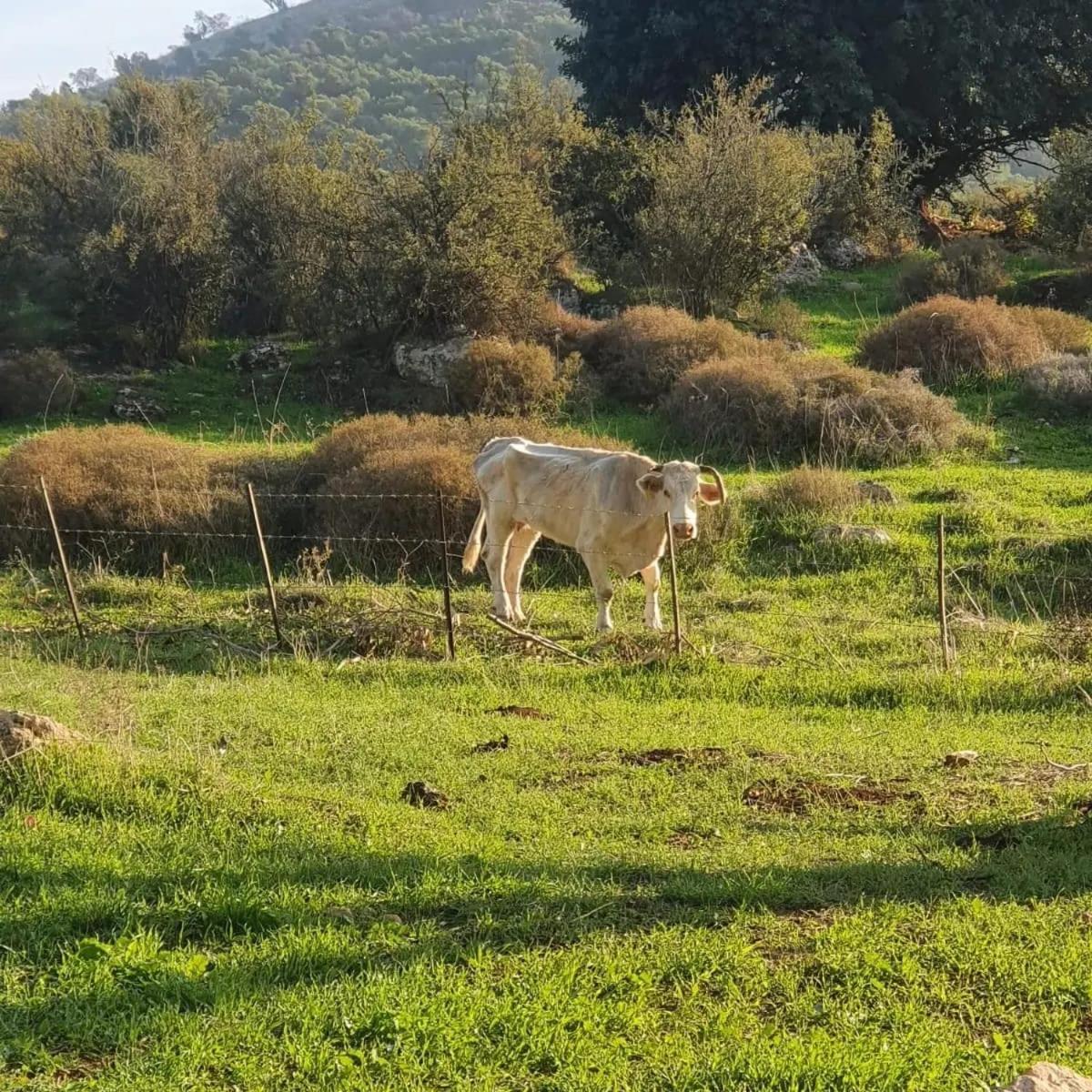 זריחה למרגלות הגלבוע Villa Nurit Exterior foto